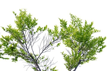 A tropical tree leaf with branches on white isolated background for green foliage backdrop 