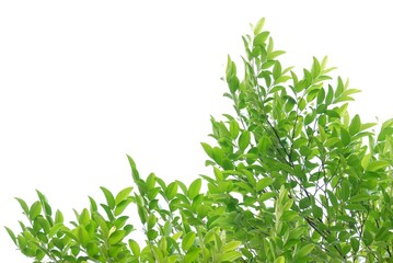 Fototapeta premium A tropical tree leaf with branches on white isolated background for green foliage backdrop 