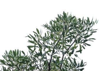 A tropical tree leaf with branches on white isolated background for green foliage backdrop 