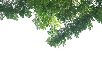 A tropical tree leaf with branches on white isolated background for green foliage backdrop 