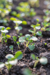 A sprout emerging from the ground Generative AI