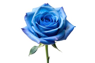 Single blue rose long stem vertical stand pose isolated on White Background
