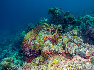 Barrel Sponge (Xestospongia testudinaria)