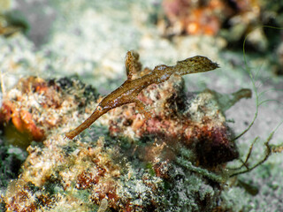 Robust ghost pipefish (Solenostomus cyanopterus)