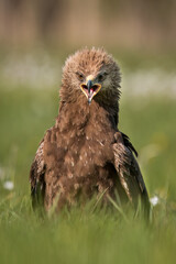 Birds of prey - lesser spotted eagle in flight (Aquila pomarina)