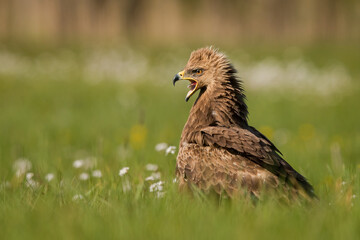 Birds of prey - lesser spotted eagle in flight (Aquila pomarina)