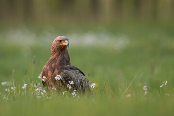 Birds of prey - lesser spotted eagle in flight (Aquila pomarina)