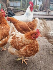 red and white laying hens on a farm