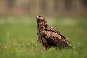 Birds of prey - lesser spotted eagle in flight (Aquila pomarina)