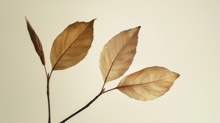 Fototapeta premium A branch with three brown leaves on a white background