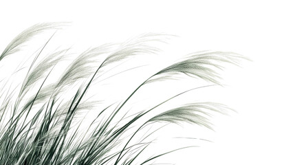 Obraz premium Green grass in the wind transparent background