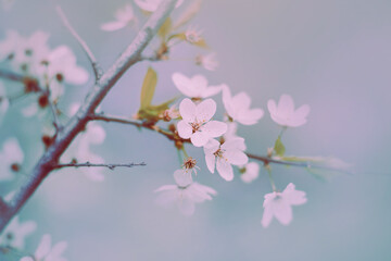 Delicate beautiful cherry blossoms bloom on the branches on a misty bright spring day. Vibes of romance and tenderness. Nature.
