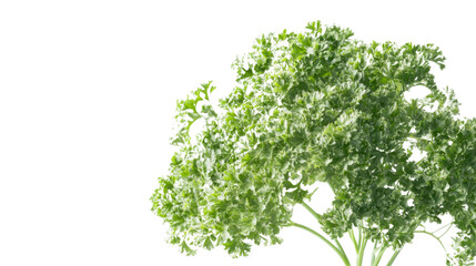 Obraz premium Sprig of parsley transparent background