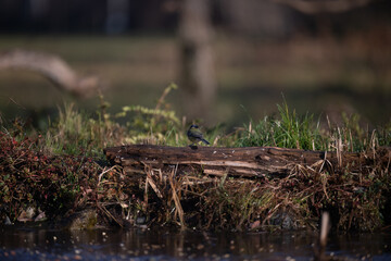 ucelli in volo