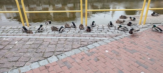 Kaczki w kanale portowym. © WalDec
