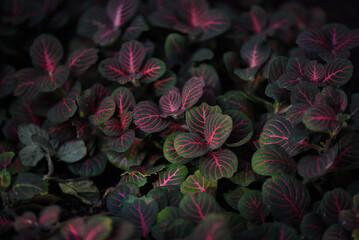 Fittonie „Nerve plant“