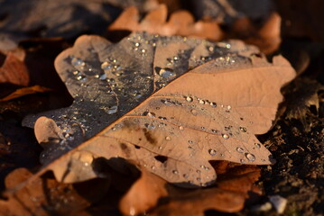 Herbstblatt