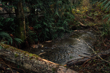 stream in forest with fallen log and dead salmon