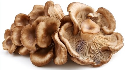 A group of mushrooms on a white background