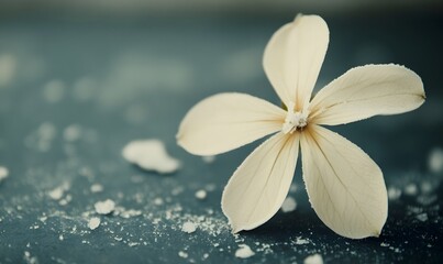Delicate cream-colored flower on a dark slate surface with scattered specks.