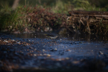 ucelli in volo