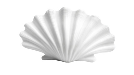 White shell transparent background