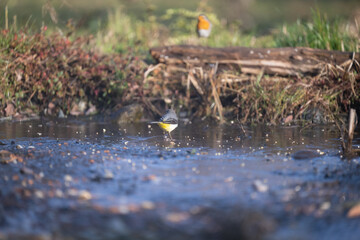 ucelli in volo