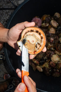 Freshly Opened Scallop in Hand