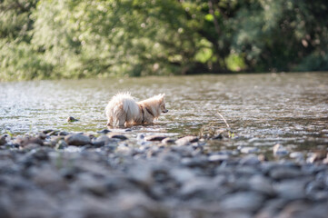 Fototapeta premium A portrait of a beautiful young German Spitz playing in the river