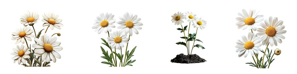 Fototapeta premium Set of Beautiful Daisy Flowers with White Petals and Yellow Centers on Transparent Background