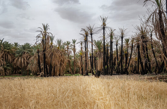 Fire damaged Palm Trees within the Ziz Valley near Meski in Morocco.