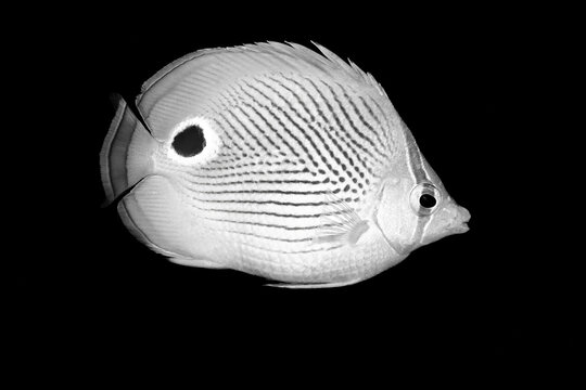 Black and white fish against a dark background