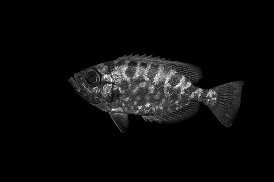 Black and white fish with scale detail against dark contrast