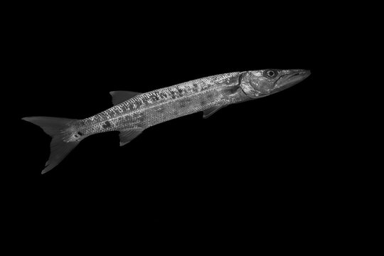 Monochrome portrait of a fish showcasing its detailed texture