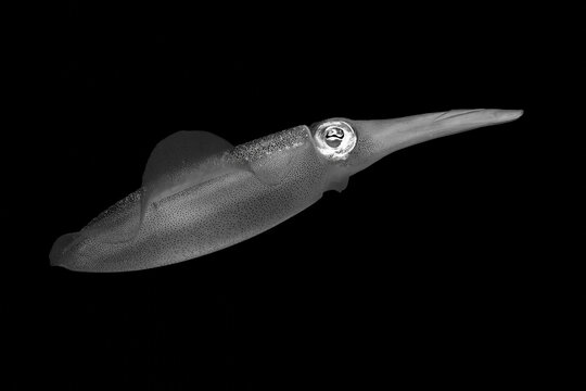 Monochrome close-up of a squid against a black background