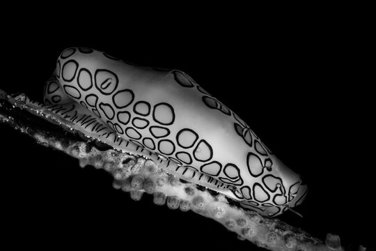 Black and white animal with intricate patterns in side view