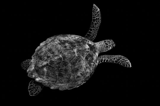 Black and white sea turtle gracefully swimming underwater