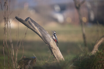 ucelli in volo