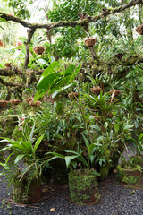 Vara Blanca, Costa Rica - November 14, 2024 - orchid garden in the La Paz Waterfall Gardens Nature Park