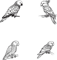 Silhouettes of Various Parrot Types - Artistic Black and White Designs