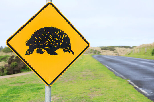 Ecindna warning sign next to a road. Port Fairy. Australia. 