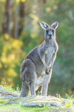 A kangaroo in the wild. Green forest in the background. Australia.