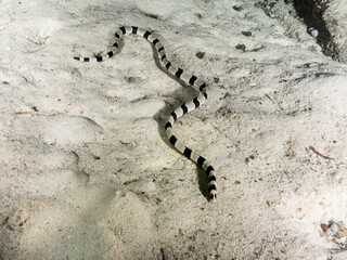 Banded snake eel (Myrichthys colubrinus)