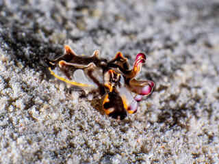 Flamboyant cuttlefish (Metasepia pfefferi)