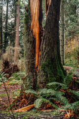 tree damaged by windstorm in the woods