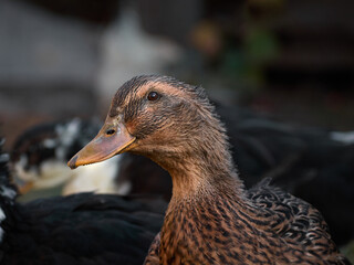 Domestic duck with a blurry background, rural scene.
