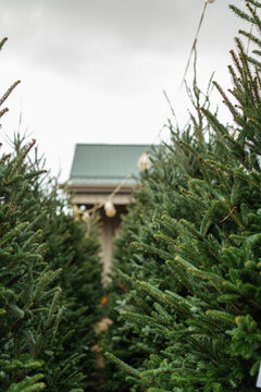 Christmas tree farm
