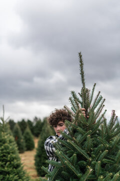 Christmas tree farm