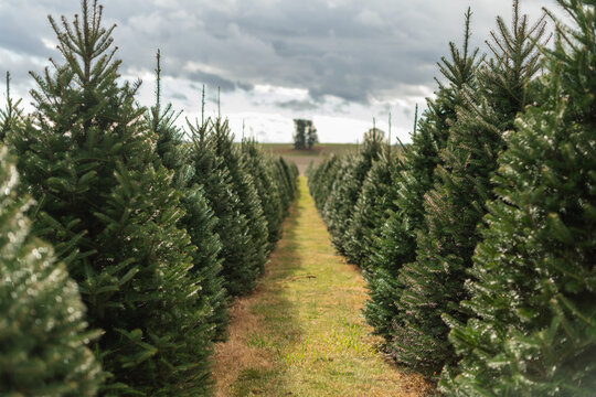 Christmas tree farm