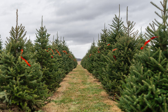 Christmas tree farm